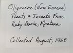 Fossil Fly (Diptera) - Ruby River Basin, Montana #216540-2